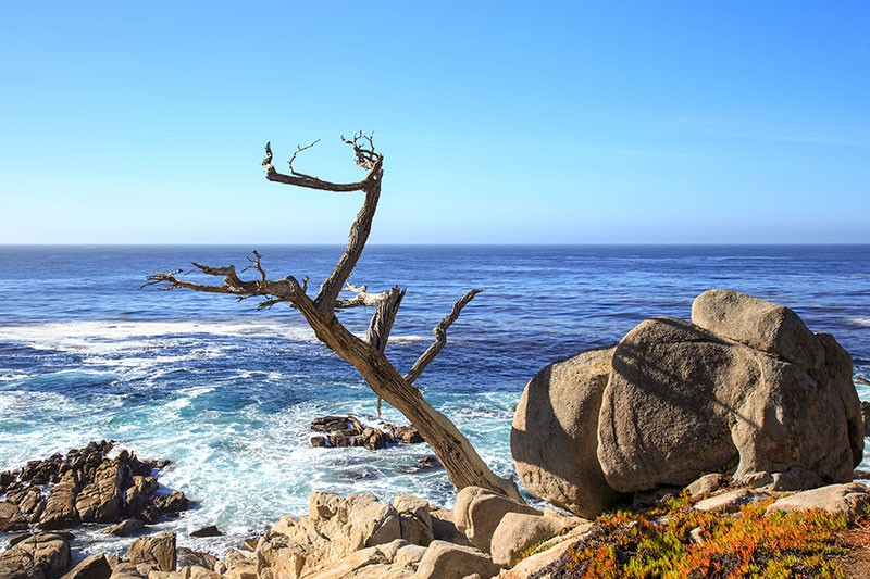 Ghost Tree on 17-Mile Drive near Monterey, CA