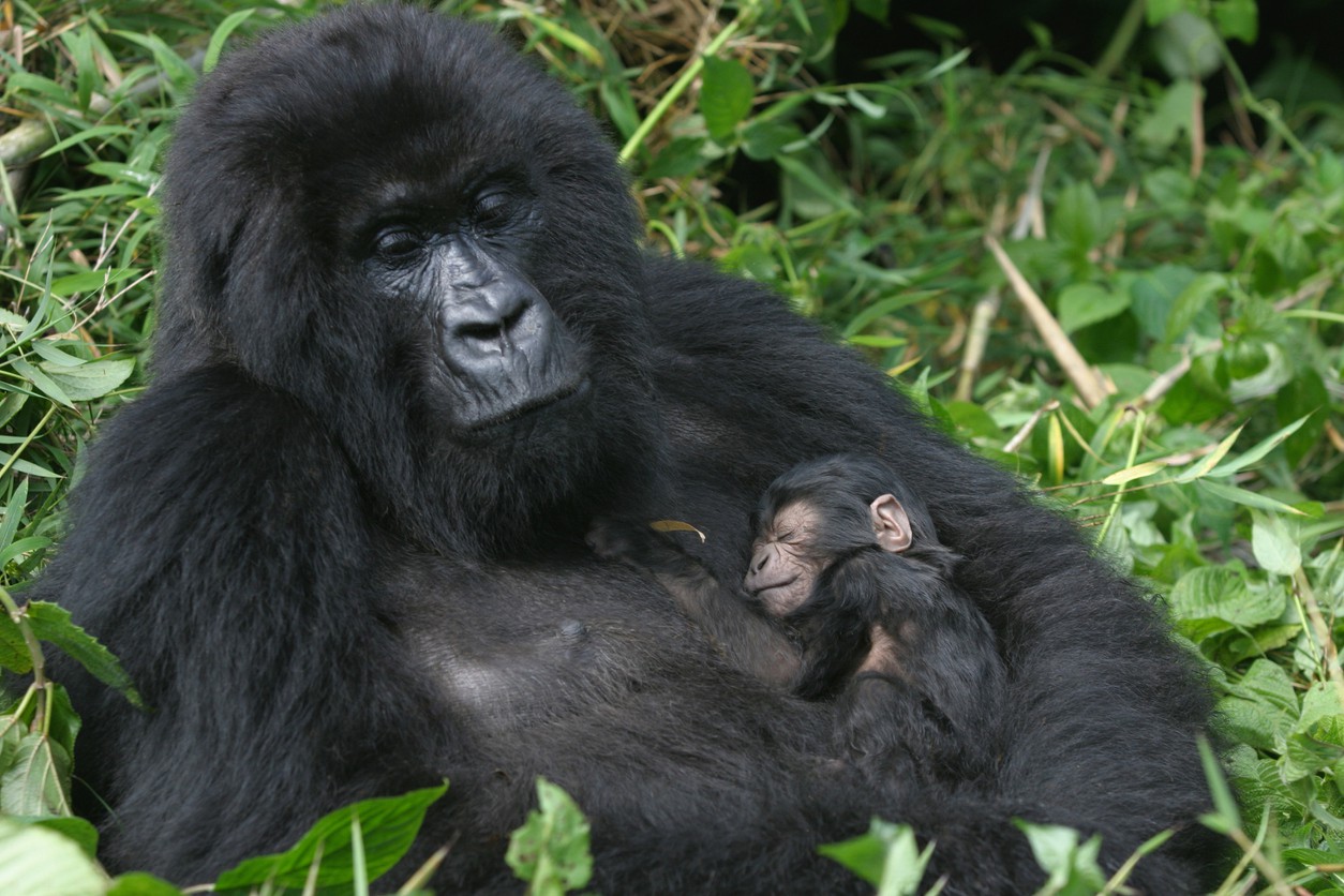 Mountain gorillas of Africa - Africa's National Parks