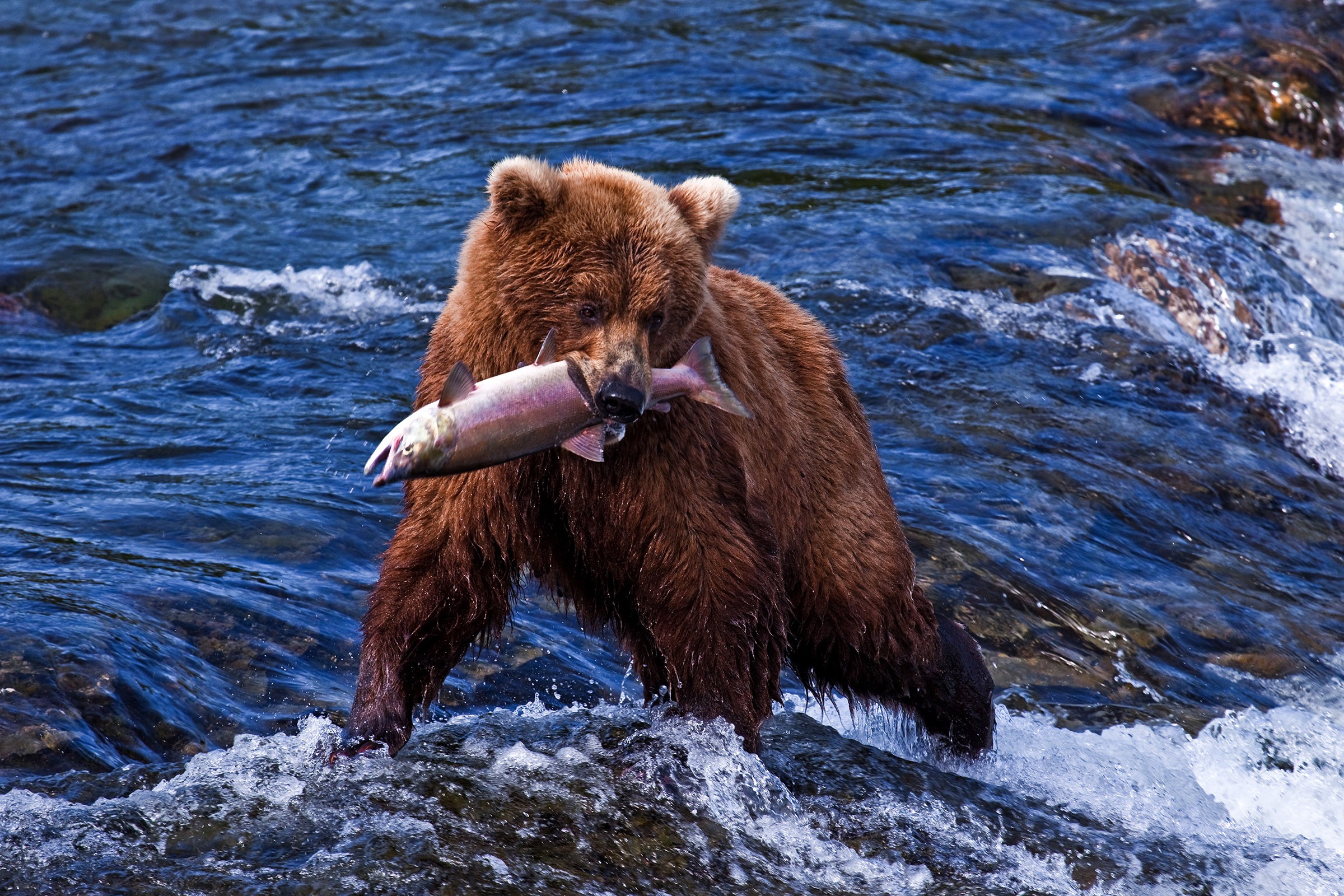 Bears in Alaska