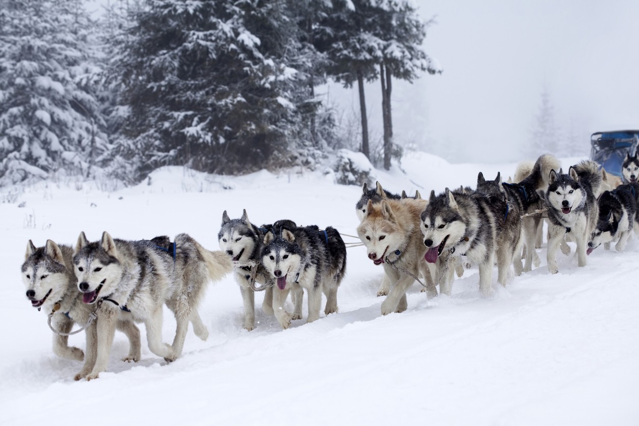 Dog sledding in Alaska