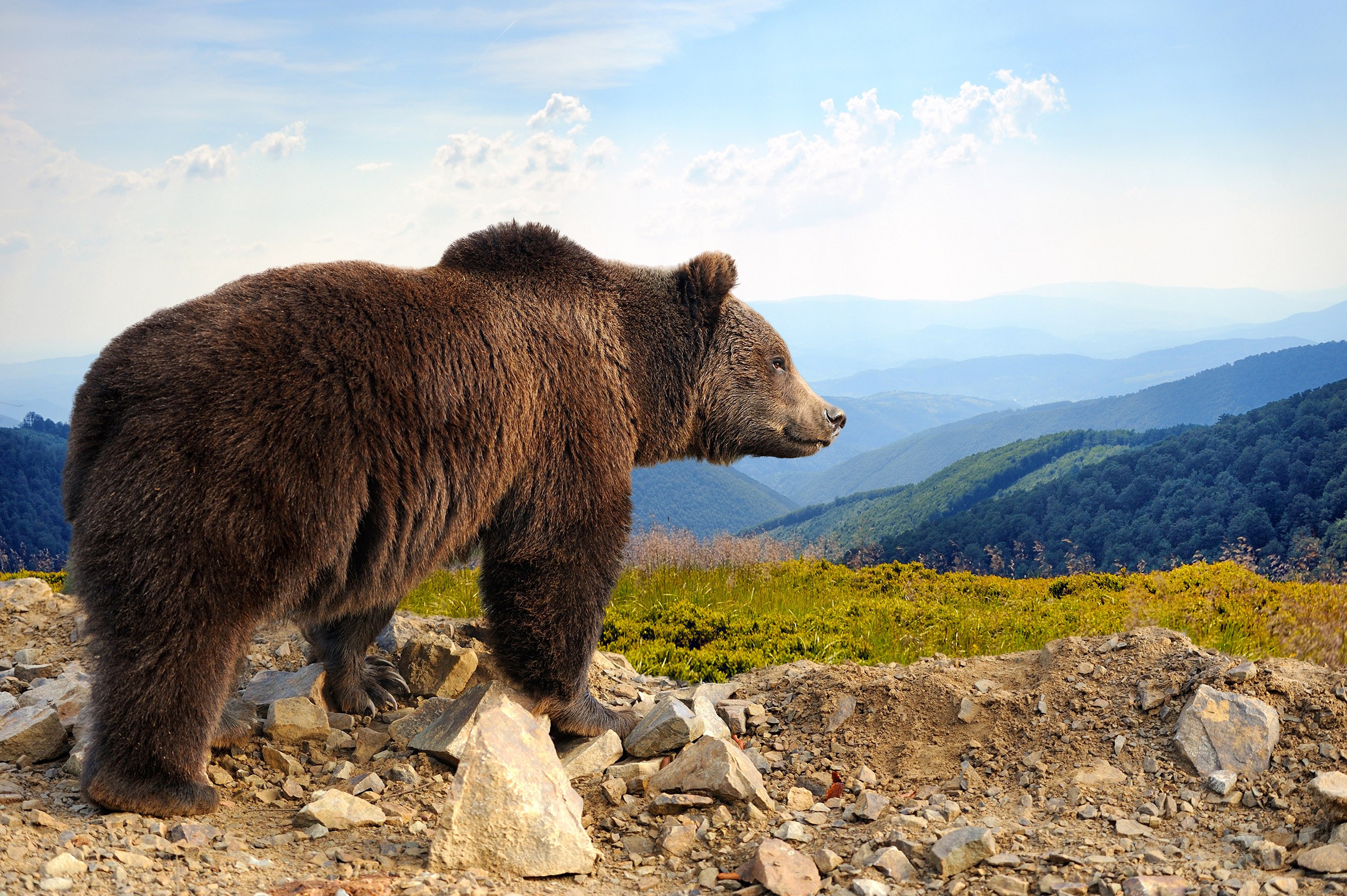 Bear fear. Бурый медведь Испания. Апеннинский бурый медведь. Аляскинский бурый медведь. Испанский бурый медведь.