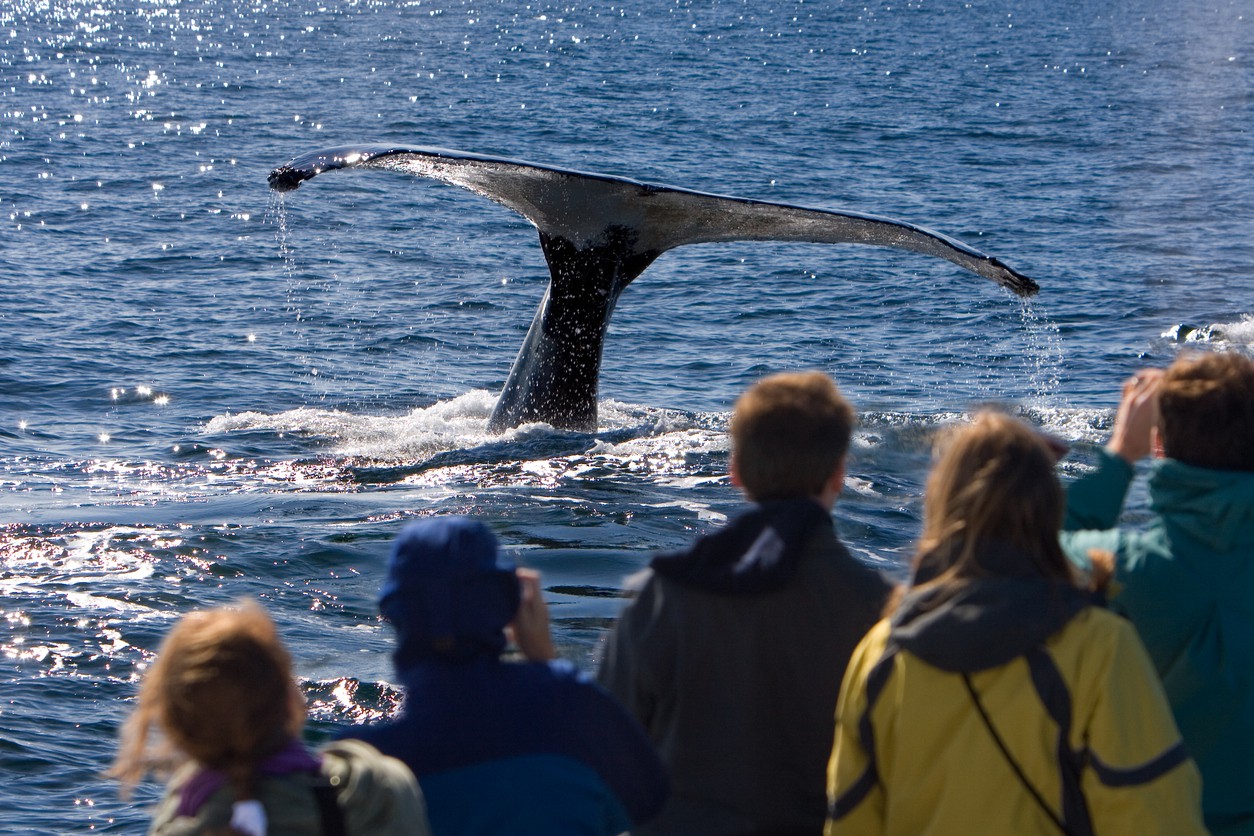 Whale watch in Alaska