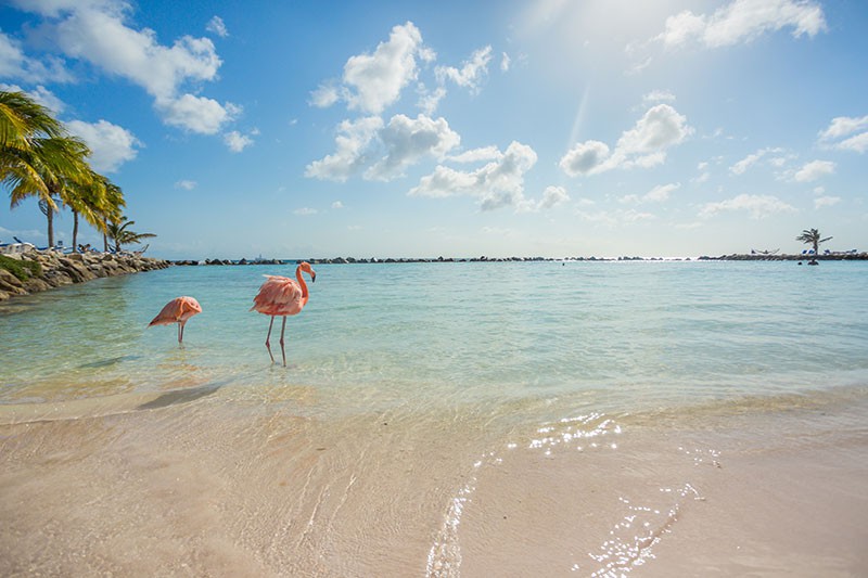 Flamingo Beach on Aruba