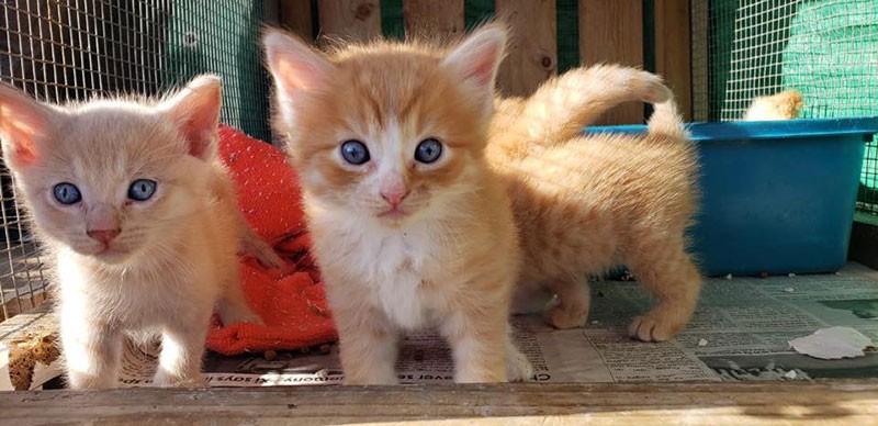 Kitten snugglers needed on Aruba