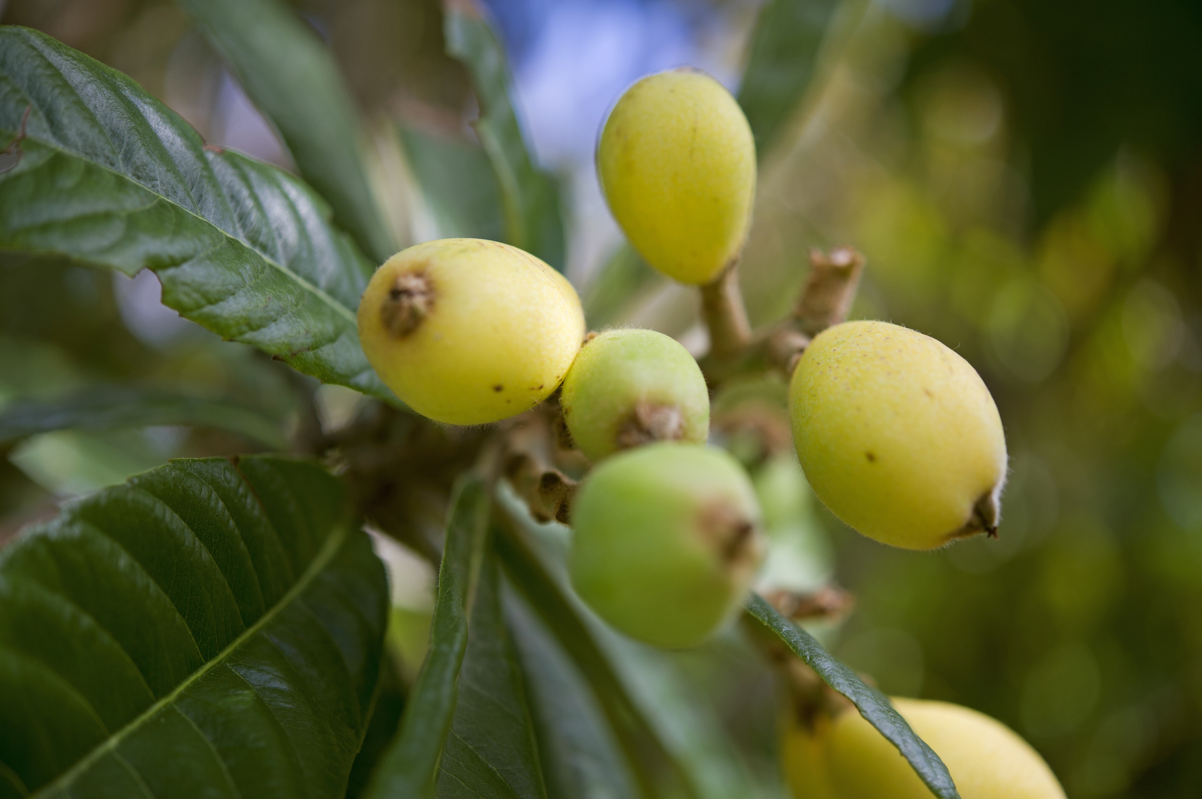 Loquat bermuda