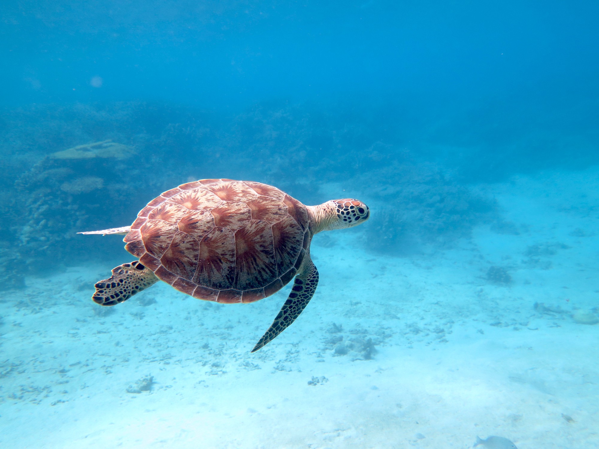 Turtle under water near Cozumel