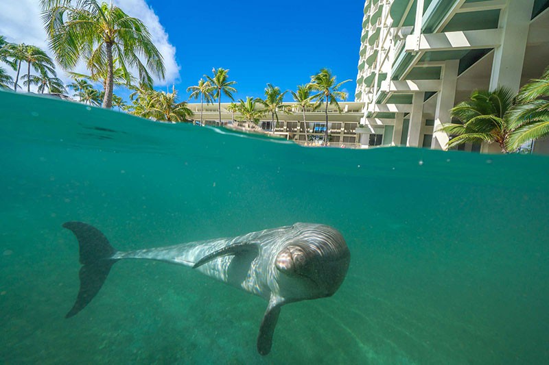 Dolphins at the Kahala Hotel and Resort