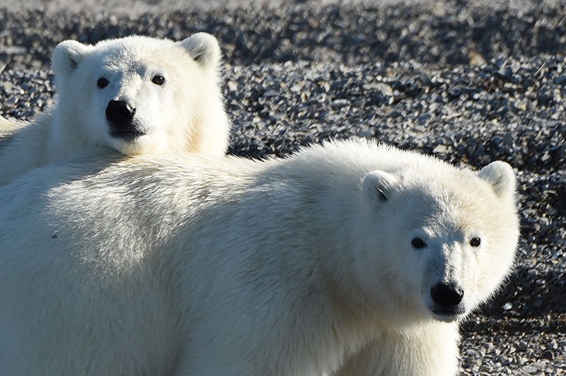 Polar bears on Ponant Arctic cruise