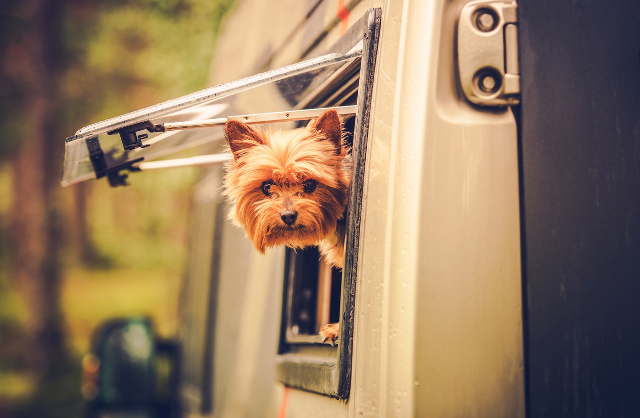 RVshare Reason to RV: Pet-Friendly