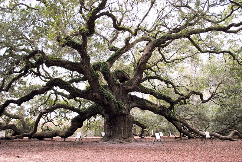 Charleston's Angel Oak tree