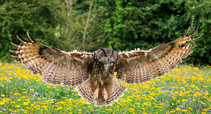 Charleston's Center for Birds of Prey