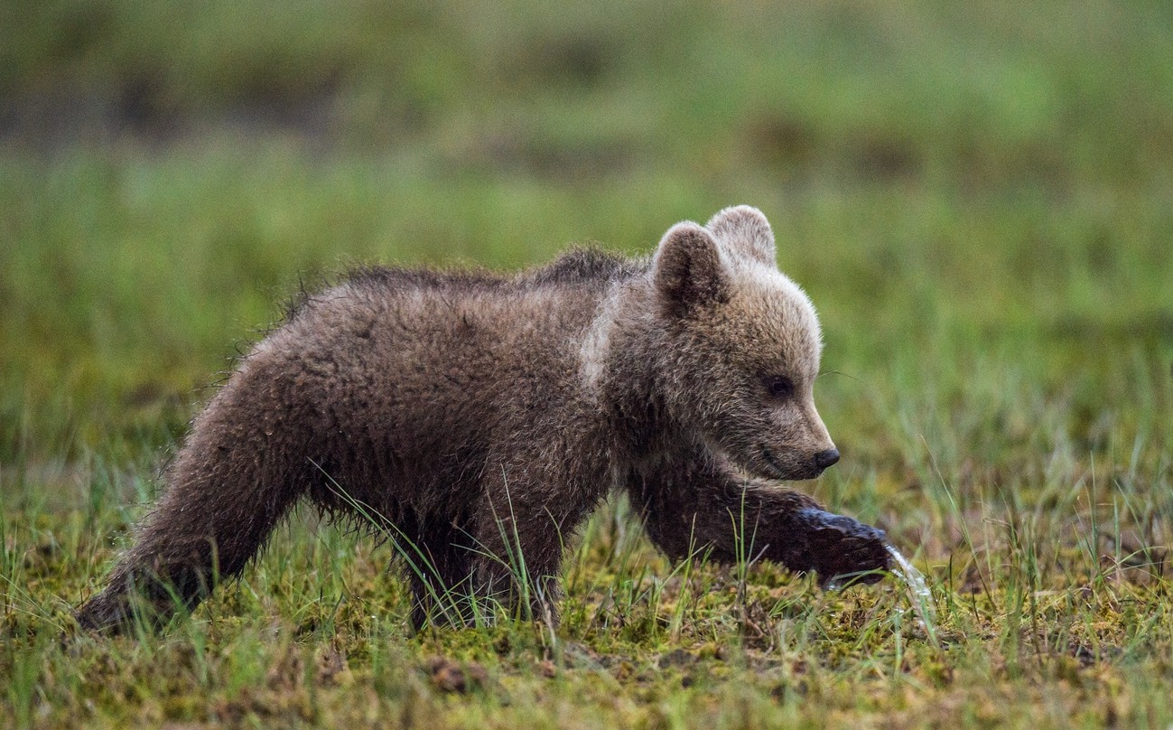 Lafayette's grizzly bear cub