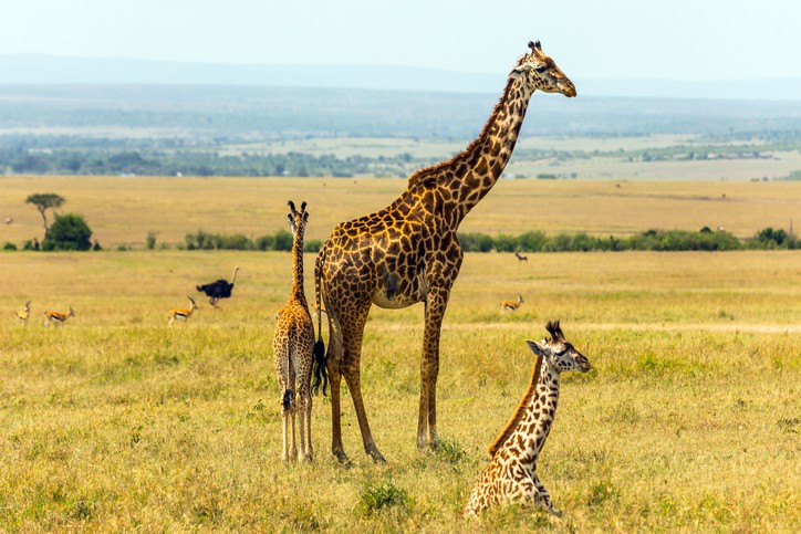 giraffe africa