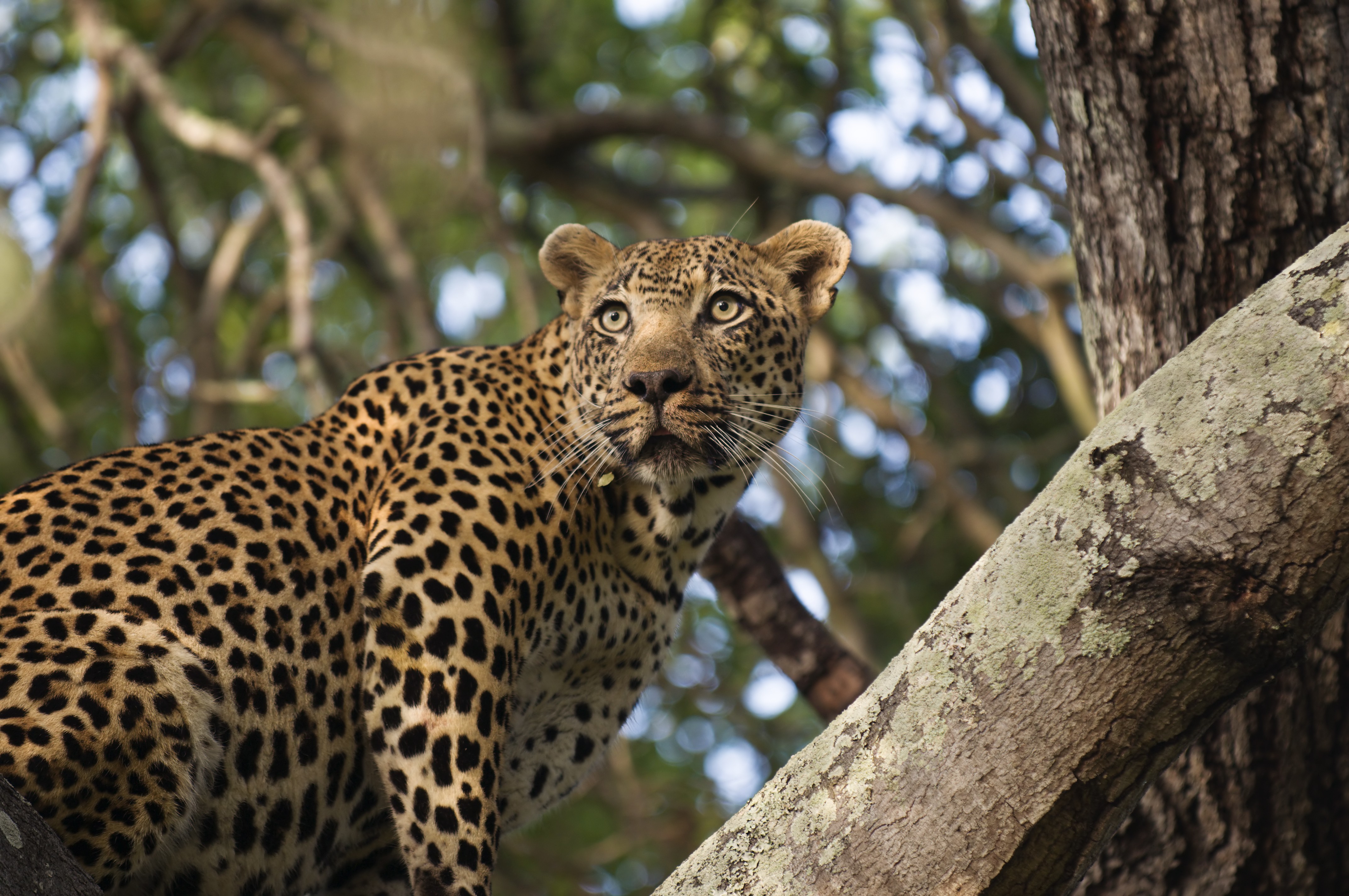 african leopard