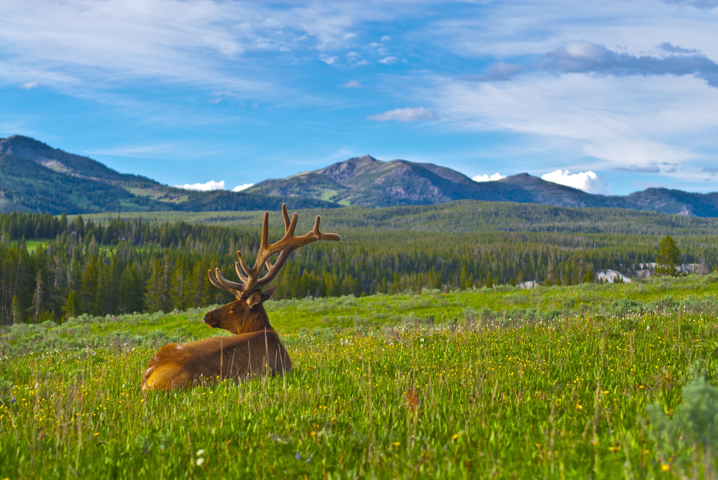 Yellowstone National Park