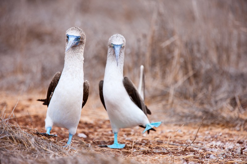 Blue Footed boobies in the Galapagos