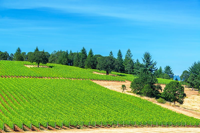 Willamette Valley wineries near Portland Oregon