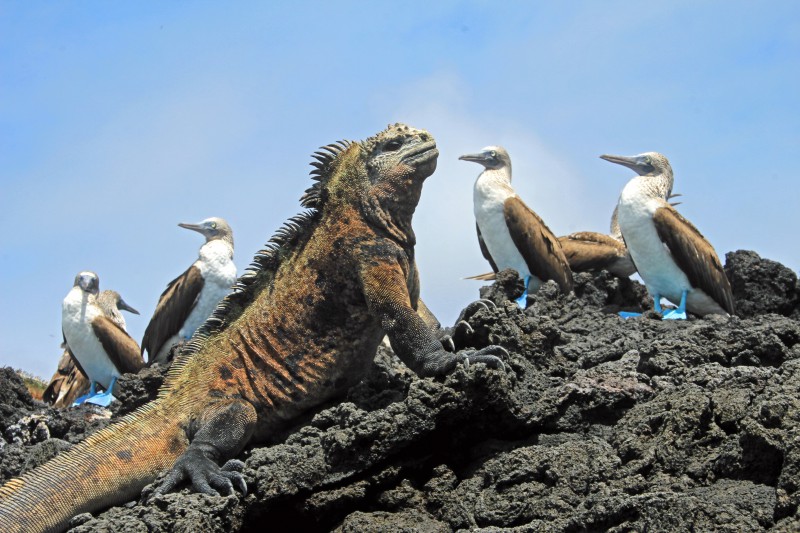 The Galapagos Islands' amazing wildlife