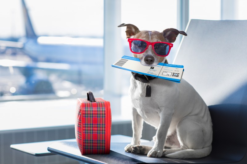 Dog waiting at airport