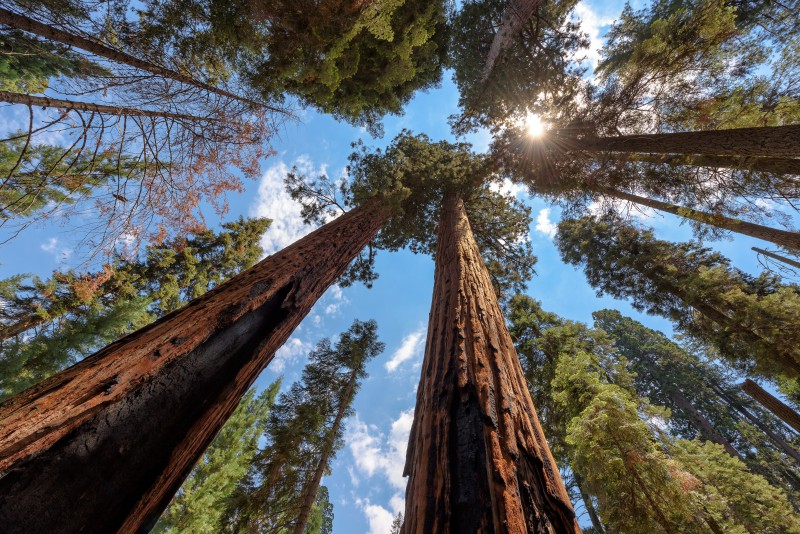 Coastal redwoods California National parks