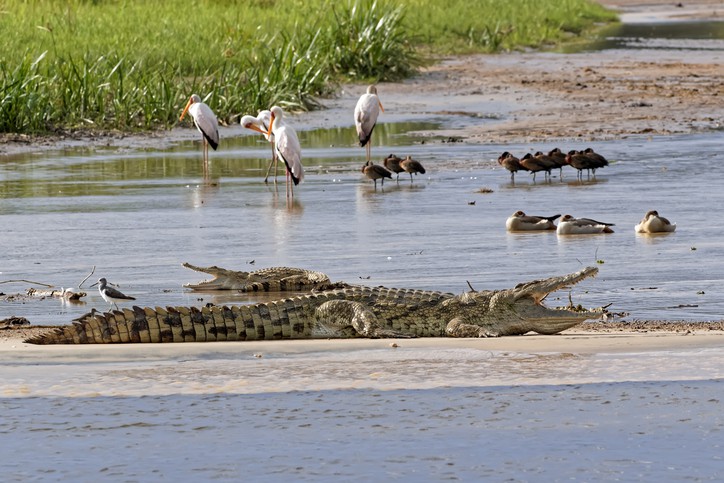 nile crocodile africa