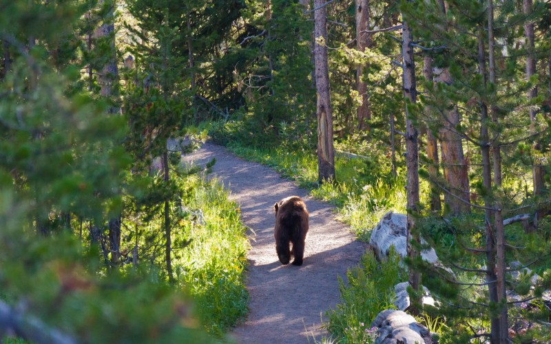 Dangerous bears