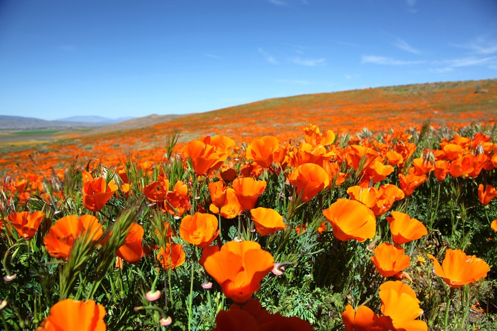 california poppies