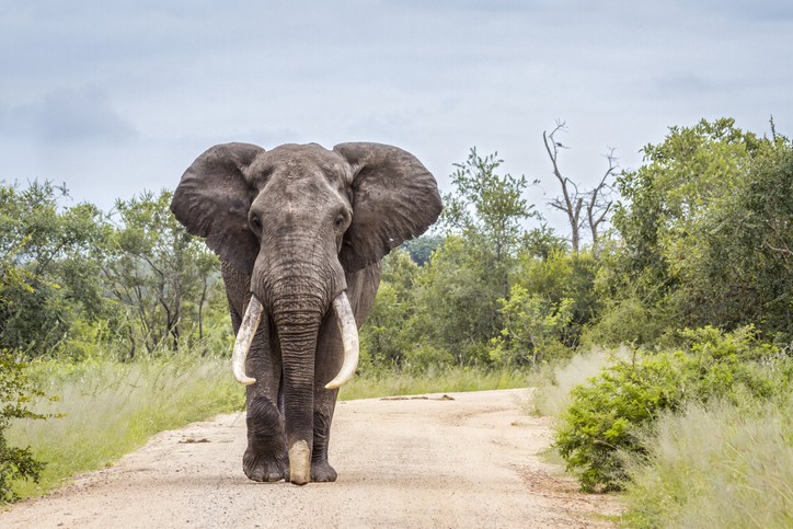 elephant africa