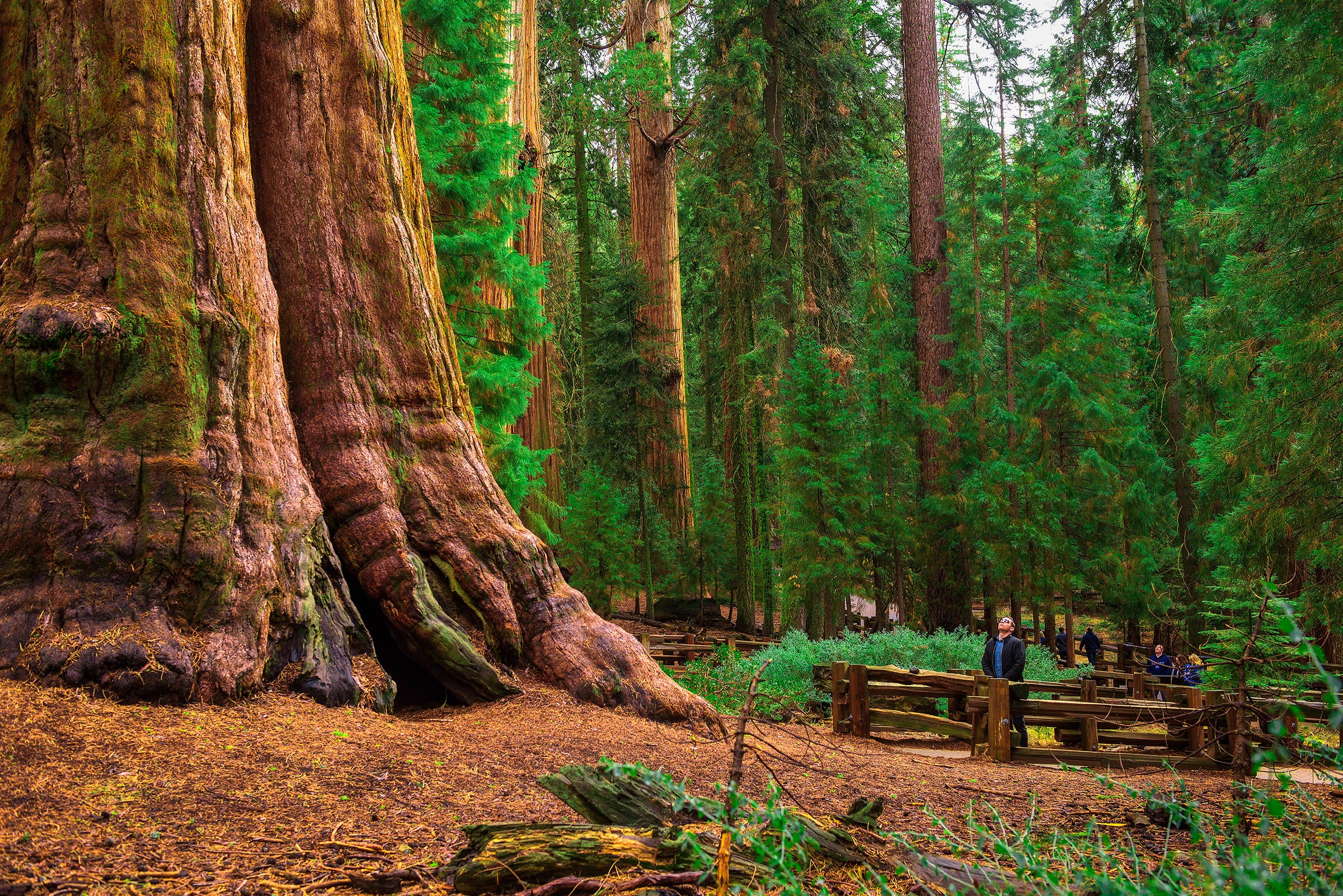 Giant Sequoias in National Park