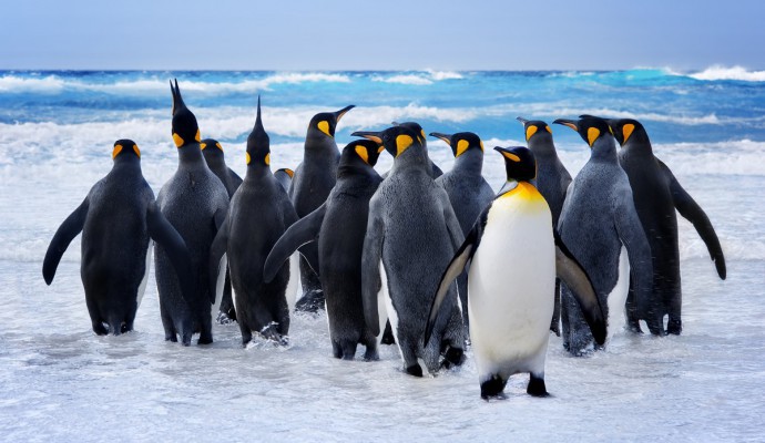 Visit Antarctica - Travel to Antarctica