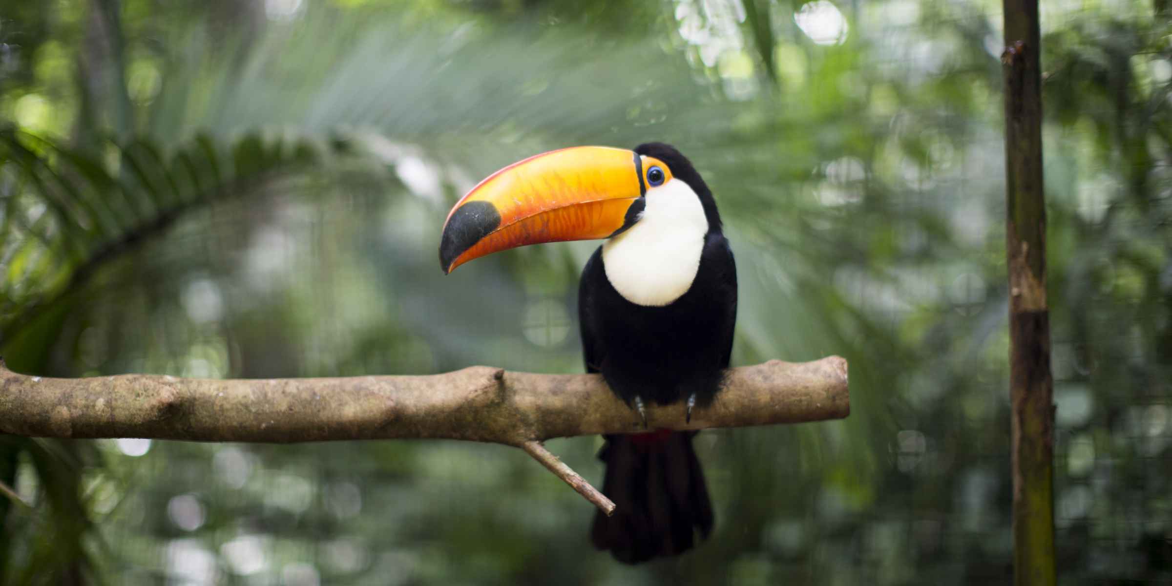 Toucan in Central America