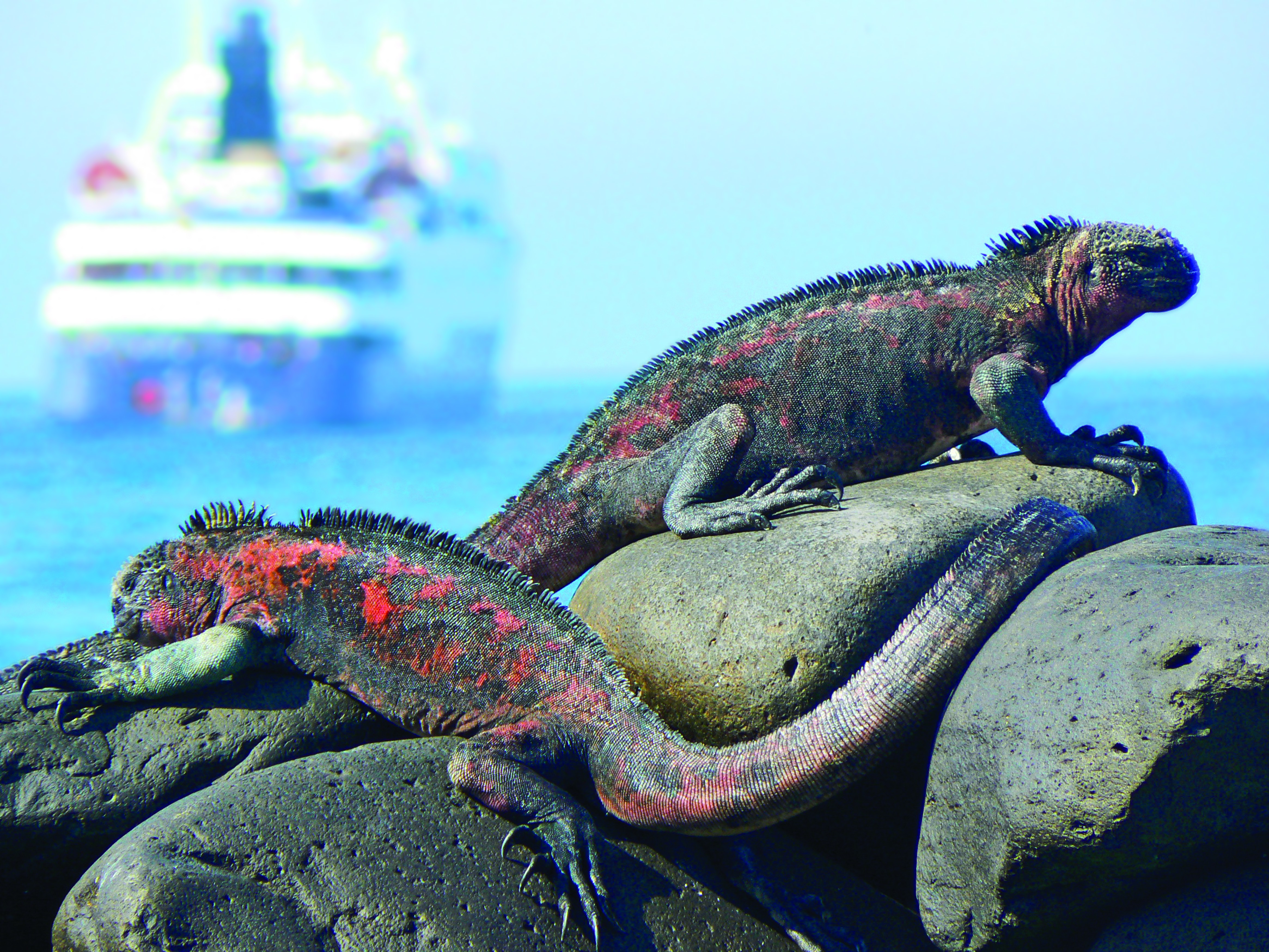Discover the Galapagos aboard the Celebrity Xpedition
