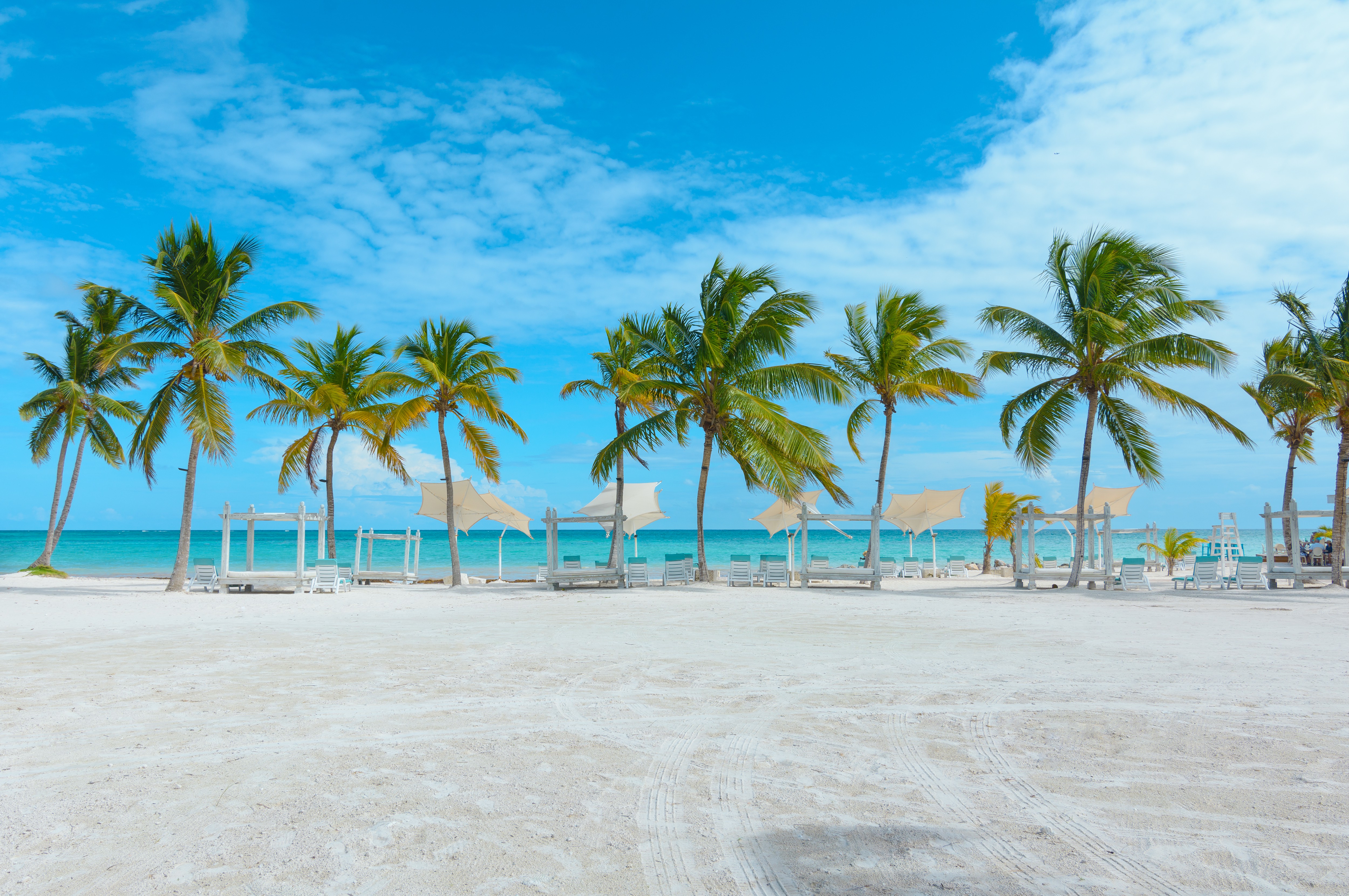 palm trees beach dominican republic